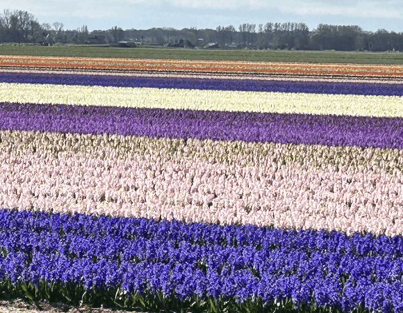 Cycling in Holland